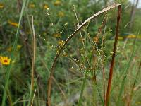 Juncus brachycephalus image