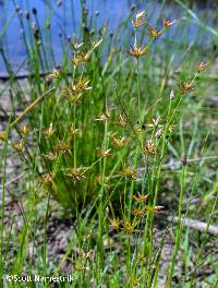 Juncus diffusissimus image