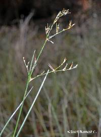 Juncus pelocarpus image