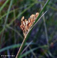 Image of Juncus vaseyi