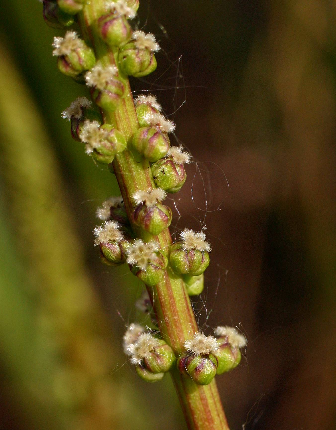 Triglochin maritima image