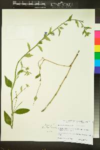 Lobelia georgiana image