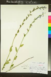 Lobelia georgiana image