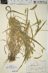 Pennisetum glaucum image