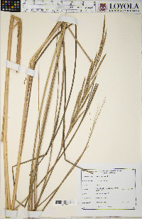 Spartina pectinata image