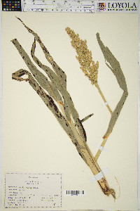 Sorghum bicolor subsp. bicolor image