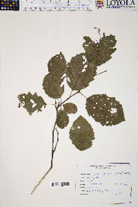 Alnus rugosa image