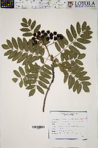 Sorbus aucuparia image