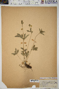 Potentilla canadensis image