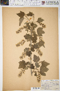 Ribes americanum image