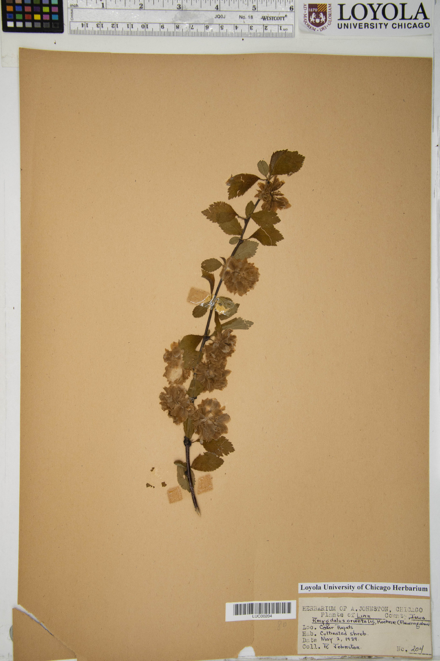 Prunus argentea image