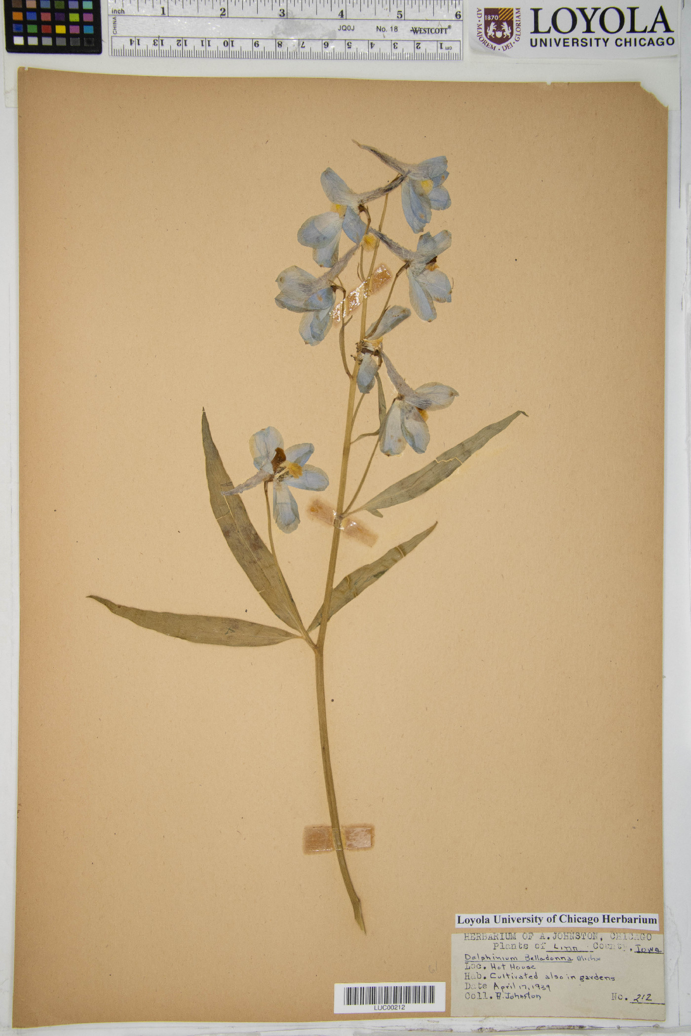 Delphinium belladonna image