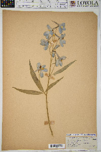 Image of Delphinium belladonna