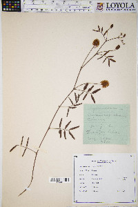 Acacia angustissima image