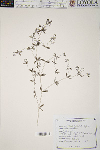 Galium obtusum image