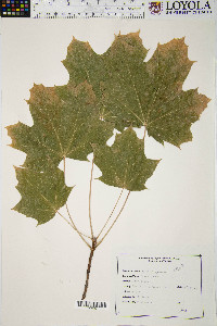 Acer platanoides image