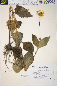 Silphium perfoliatum image