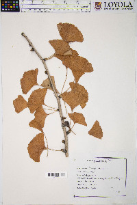 Ginkgo biloba image