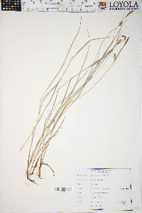 Carex tetanica image