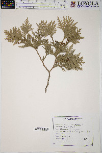 Thuja occidentalis image