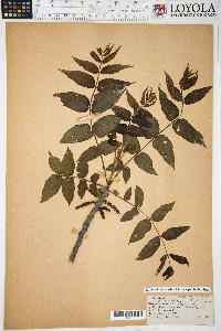 Juglans cinerea image