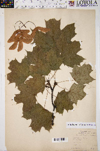 Acer platanoides image