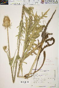 Dipsacus laciniatus image