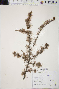 Larix laricina image