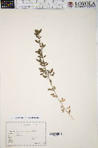 Sarothamnus scoparius image