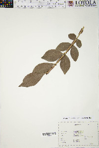 Euonymus alatus image