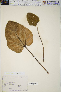 Rheum palmatum image