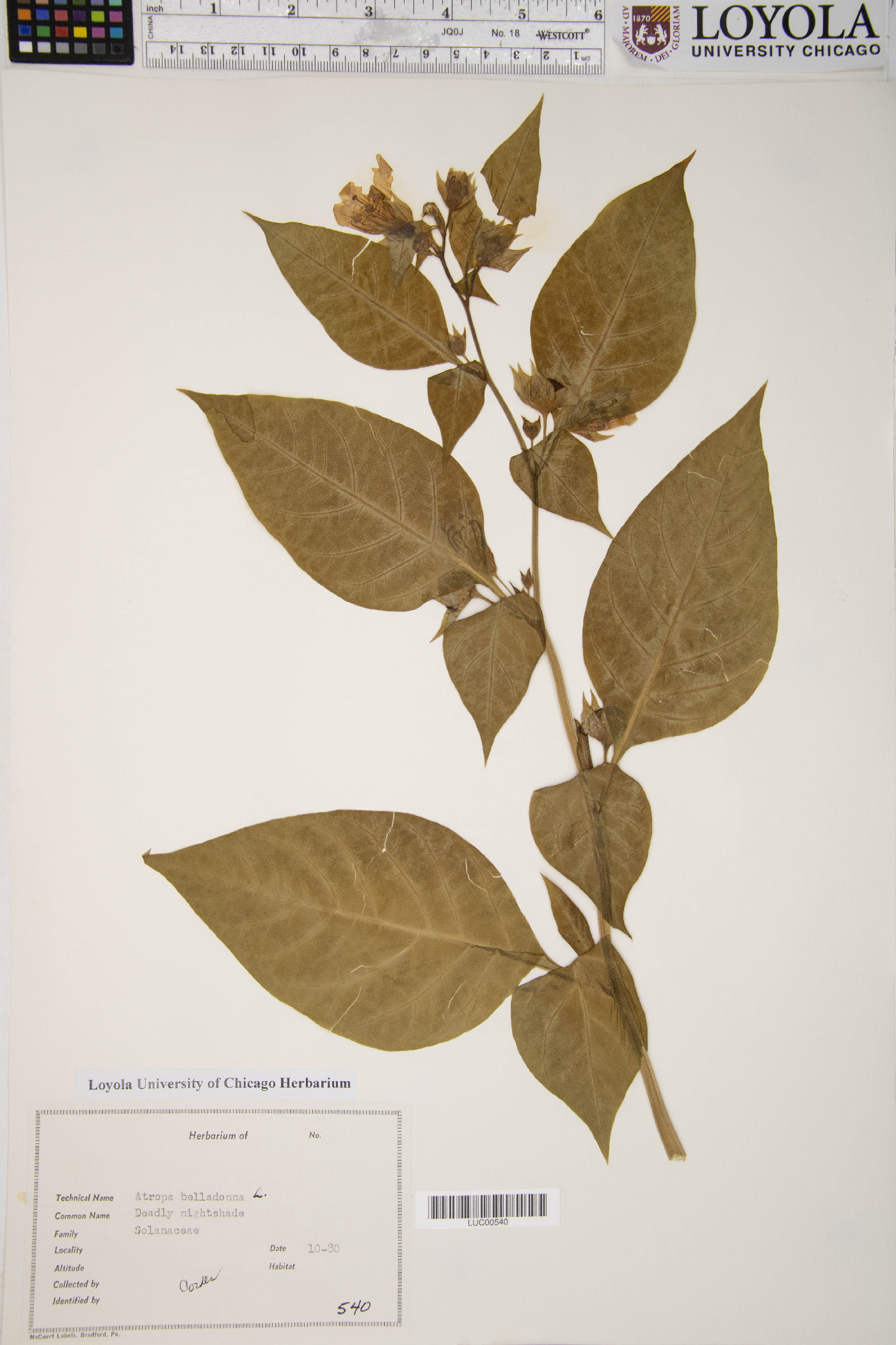 Atropa belladonna image