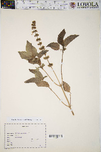 Ocimum basilicum image