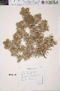 Abies balsamea image