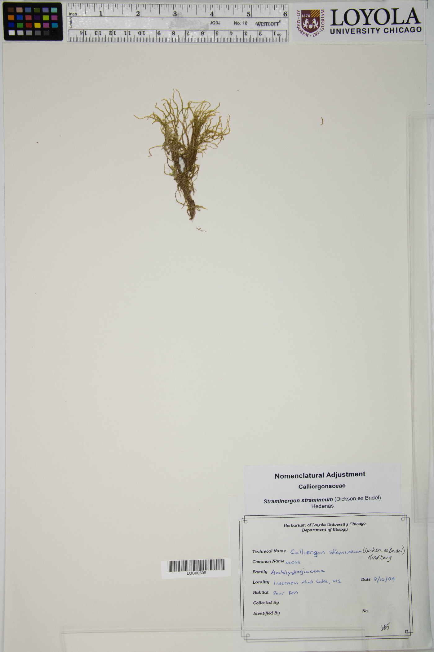 Straminergon stramineum image
