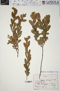 Chamaedaphne calyculata image