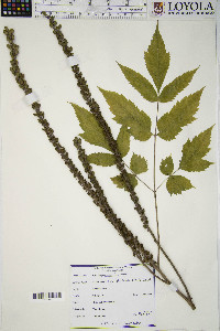 Actaea racemosa image