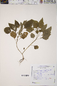 Solanum americanum image