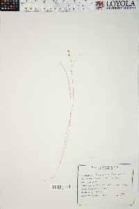 Carex radiata image