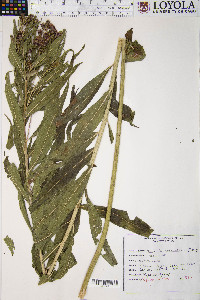 Vernonia fasciculata image