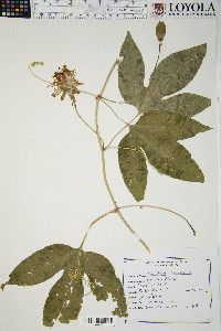 Passiflora incarnata image