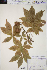 Aesculus glabra image