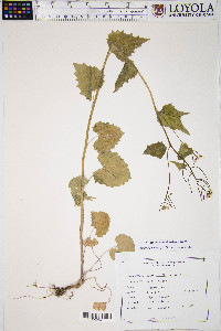 Alliaria petiolata image