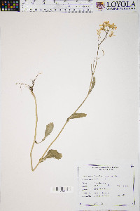 Brassica juncea image