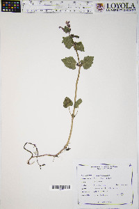 Lamium purpureum image