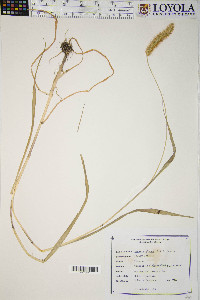 Pennisetum glaucum image