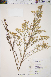 Symphyotrichum ericoides image