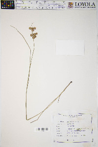 Juncus nodosus image