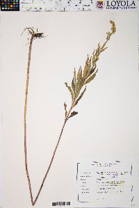 Solidago missouriensis var. fasciculata image