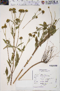 Bidens vulgata image